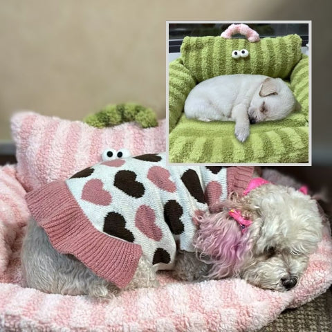 bichon allongé sur coussin pour chien moelleux canapé
