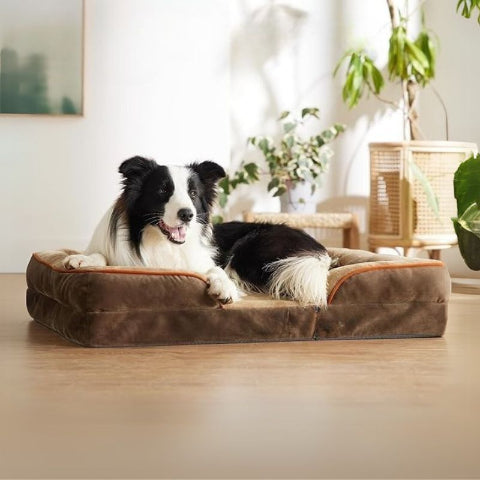 border collie couché sur panier pour grand chien marron velou