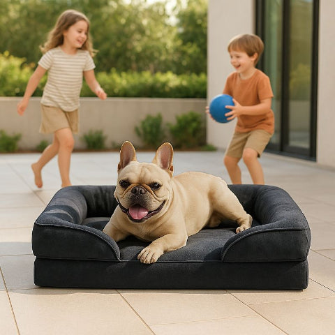 bouledogue allongé sur canapé chien noir calinou