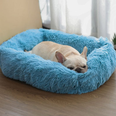 bouledogue couché dans panier xxl pour chien bleu anti-stress