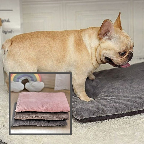 bouledogue français debout sur coussin pour chien polaire