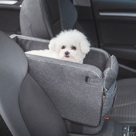 caniche blanc assis dans panier pour chien gris bagnole