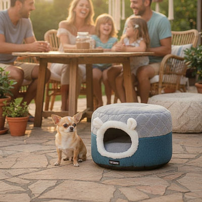 chihuahua assis prĂšs du panier grotte pour chien tampi autochauffant