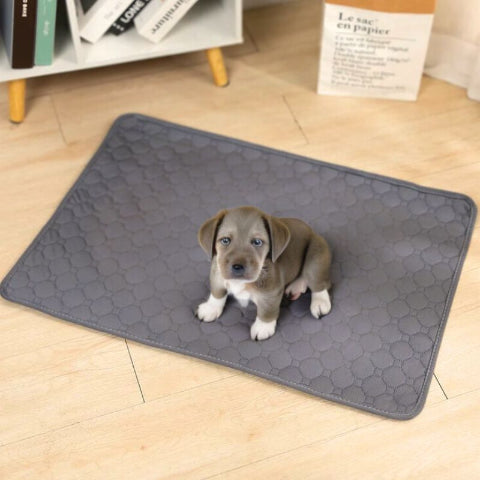 chiot assis sur tapis chien durable imperméable