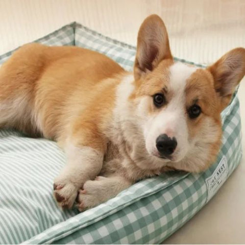 corgi allongé dans panier chien durable cocooning