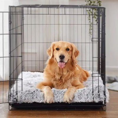 golden retriever couché sur un coussin chien thermalis gris clair dans une cage