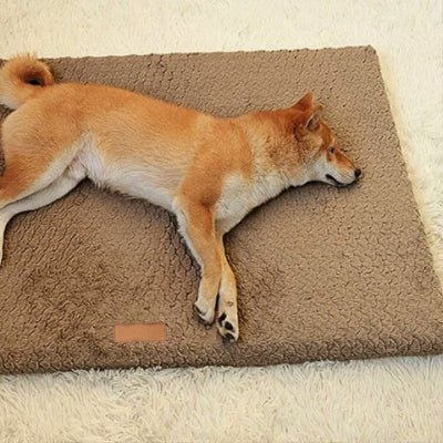 shiba inu endormi sur coussin pour chien daiminos marron antidérapant