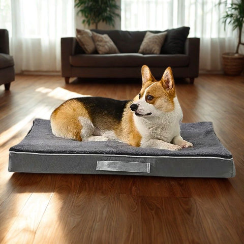 golden allongé sur coussin dehoussable chien gris biscot