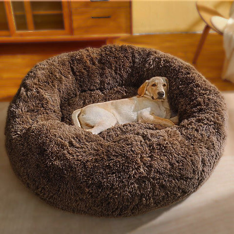 golden couché dans panier xxl pour chien marron fonce douillet