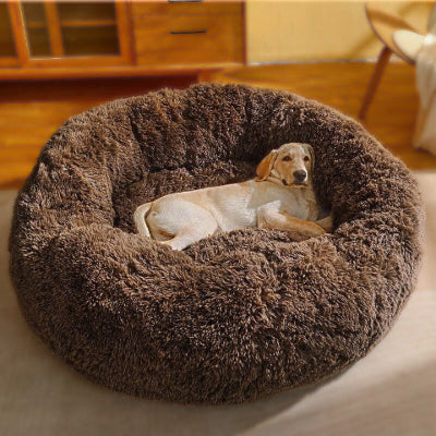 golden couché dans panier xxl pour chien marron foncé douillet