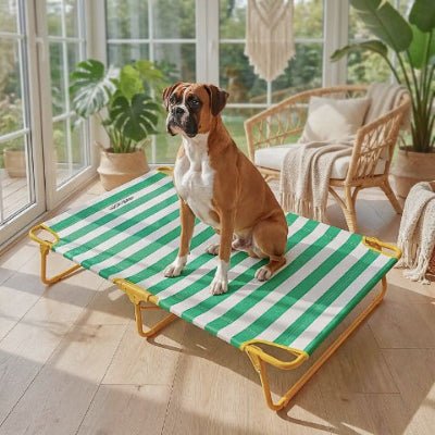 Boxer assis sur un lit de camp pour chien Solel rayé vert pliable et portable