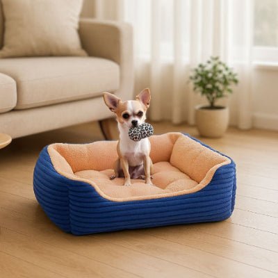 Chihuahua assis dans lit pour chien Toudou bleu procurant un soutien articulaire