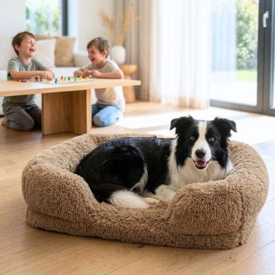 border collie dans un panier xxl pour chien alveolis marron avec traversins