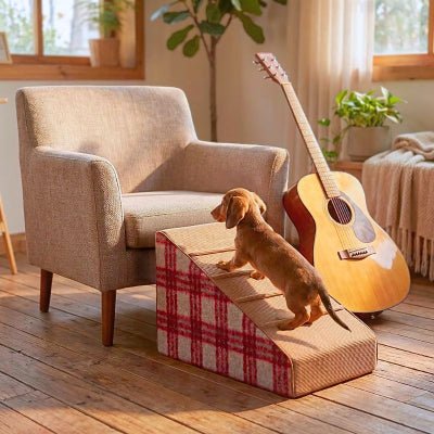 Teckel chiot montant une rampe pour chien canapé Gatelle lavable