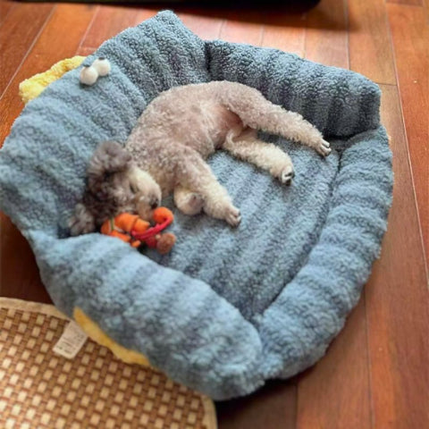 yorkshire endormi sur coussin pour chien bleu canapé