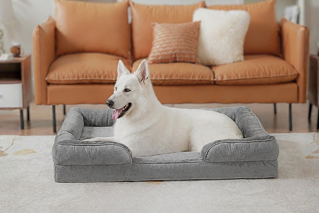 Berger blanc suisse couché dans un lit pour chien orthopédique blog