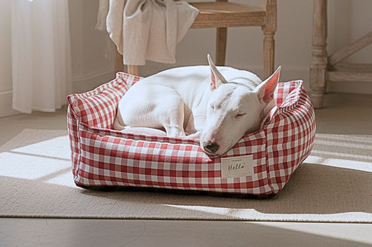 Panier pour chien : lequel choisir ? Le guide complet 2026 - Patalounar