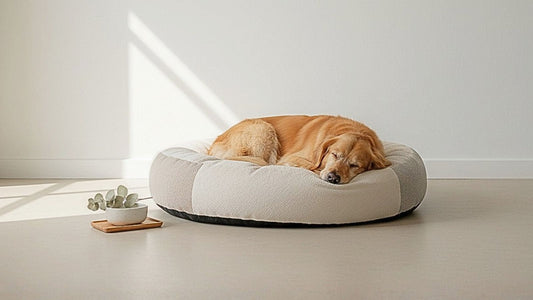 Golden retriever endormi sur un couchage luxueux Patalounar