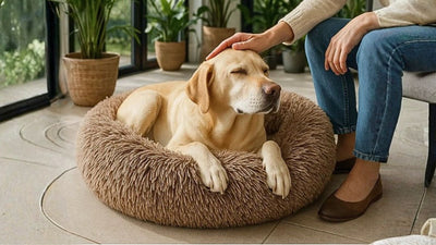 Labrador beige flatté par sa maîtresse dans un panier pour chien marron de la collection