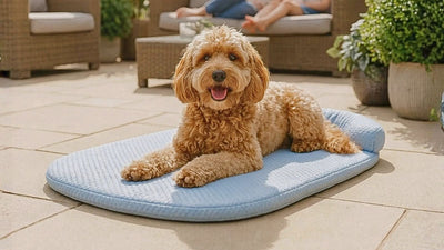 Cockapoo allongé sur un tapis pour chien bleu de la collection sur une terrasse extérieure
