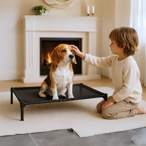 beagle assis sur lit de camp chien robuste orthoflex
