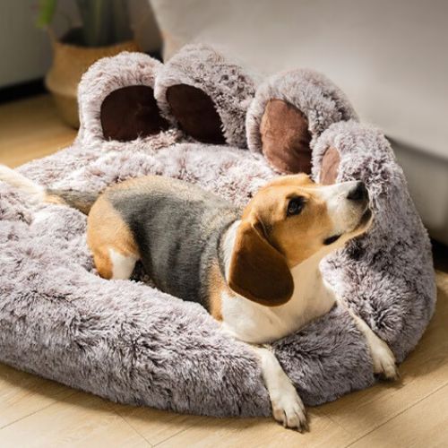 beagle couché dans panier pour chien moelleux doux patte