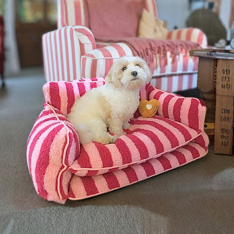 bichon allongé sur canapé pour chien rouge zebro