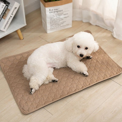 bichon allongé sur tapis chien marron imperméable