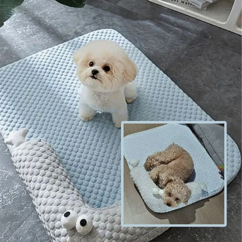 bichon assis sur coussin pour chien déhoussable rafraichissant