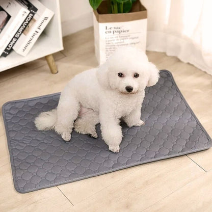 bichon assis sur tapis chien gris imperméable