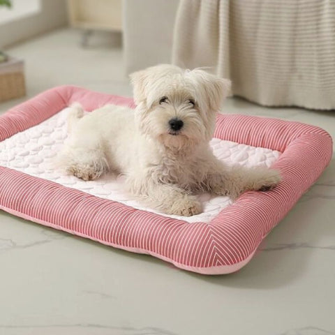 bichon maltais allongé sur tapis rafraichissant chien rose bassino