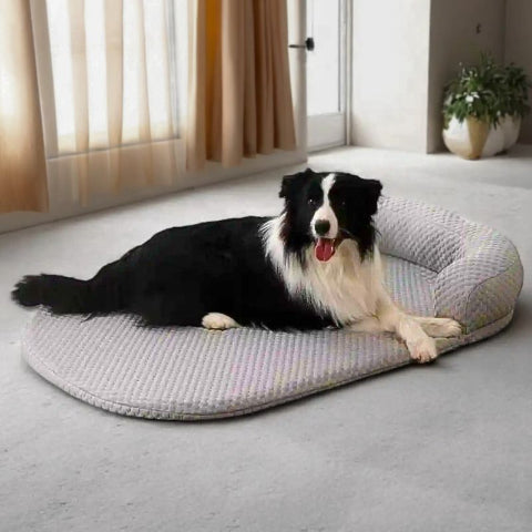 border collie allongé sur tapis rafraichissant chien gris frazi