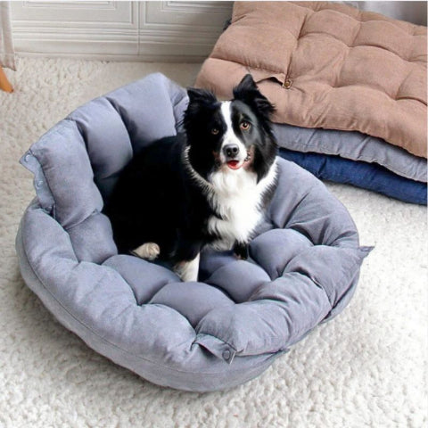 border collie assis sur lit chien gris flexi