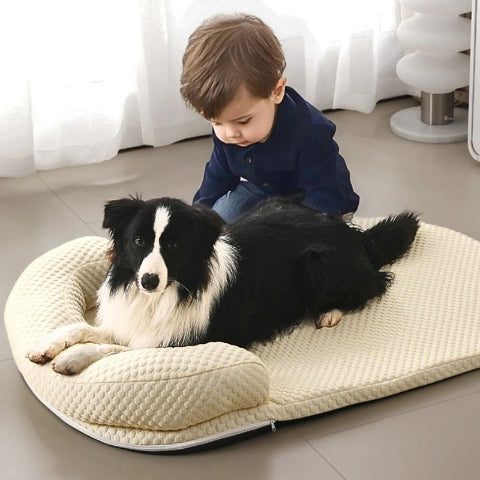 border collie avec enfant allongé sur tapis rafraichissant chien kolos