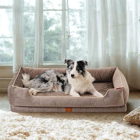 border collie couché dans lit pour chien marron holar