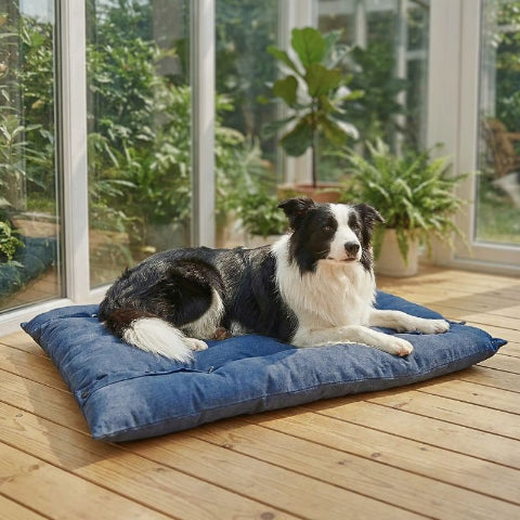 border collie couché sur lit chien bleu flexi