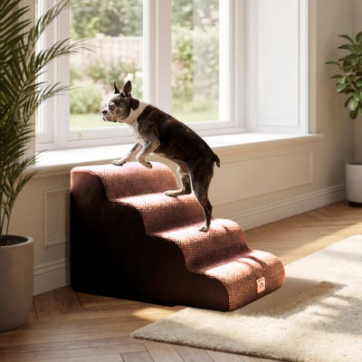 Boston terrier montant un escalier en mousse pour chien Max marron déhoussable