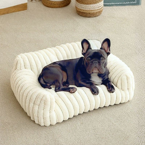 bouledogue français allongé sur canape chien blanc moumoute