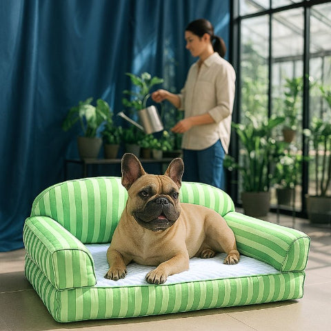 bouledogue français allongé sur canape pour chien rafraichissant pastek