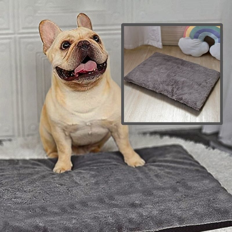 bouledogue-francais-assis-avec-pattes-avant-sur-un-coussin-pour-chien-gris-fonce