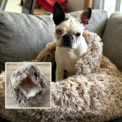 bouledogue francais assis dans panier à chien marron clair cookie