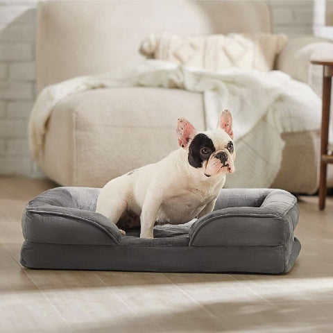 bouledogue français assis sur canapé chien gris calinou