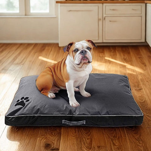 bouledogue français assis sur matelas pour chien noir résistar