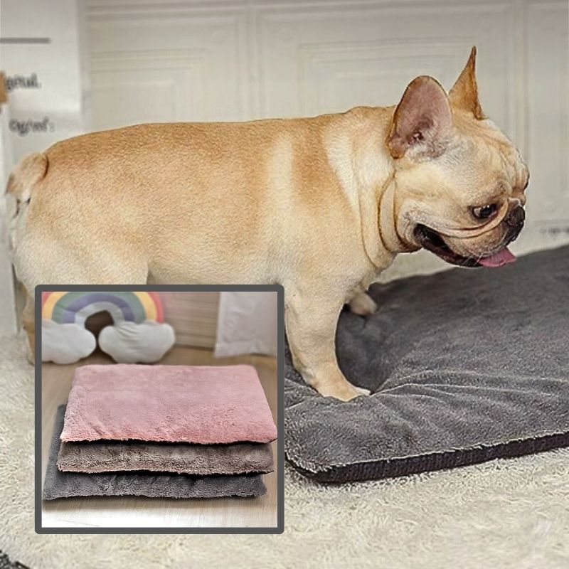 bouledogue-francais-debout-sur-un-coussin-pour-chien-gris-fonce