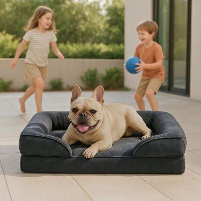 Bouledogue français couché sur un canapé chien Calinou noir avec design élégant