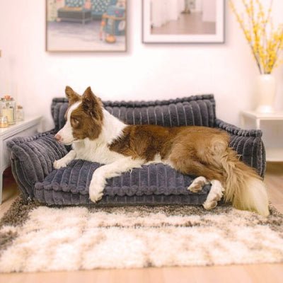 Border collie allongé sur un canapé chien Luxus gris foncé douillet