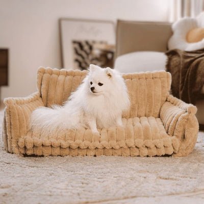 Poméranien assis sur un canapé chien Luxus beige au confort optimal
