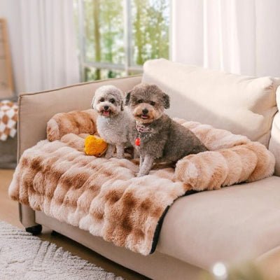 Deux morkies frisés assis sur un canapé lit chien Fluffy marron douillet