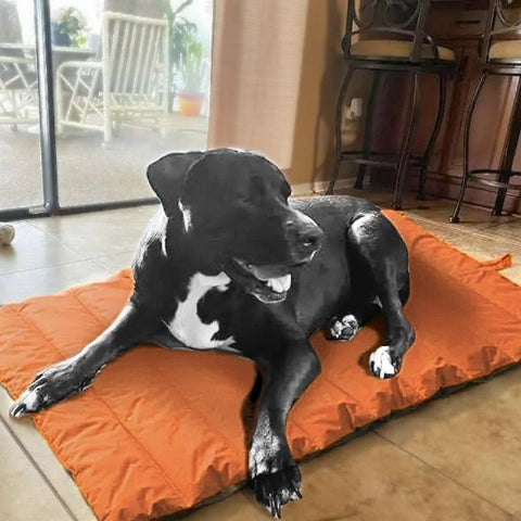 cane corso allongé sur tapis rafraichissant chien aéria