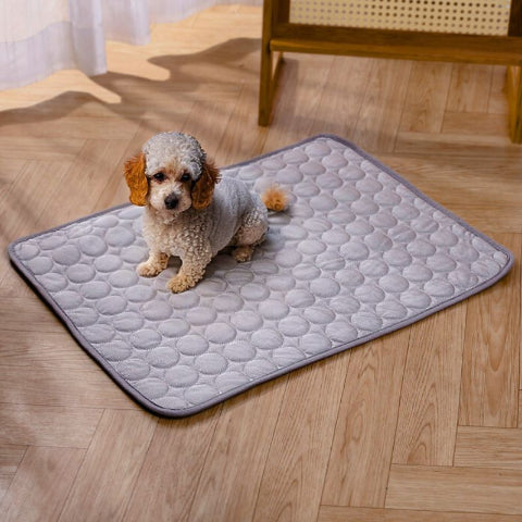 caniche assis sur tapis rafraichissant chien gris respirant